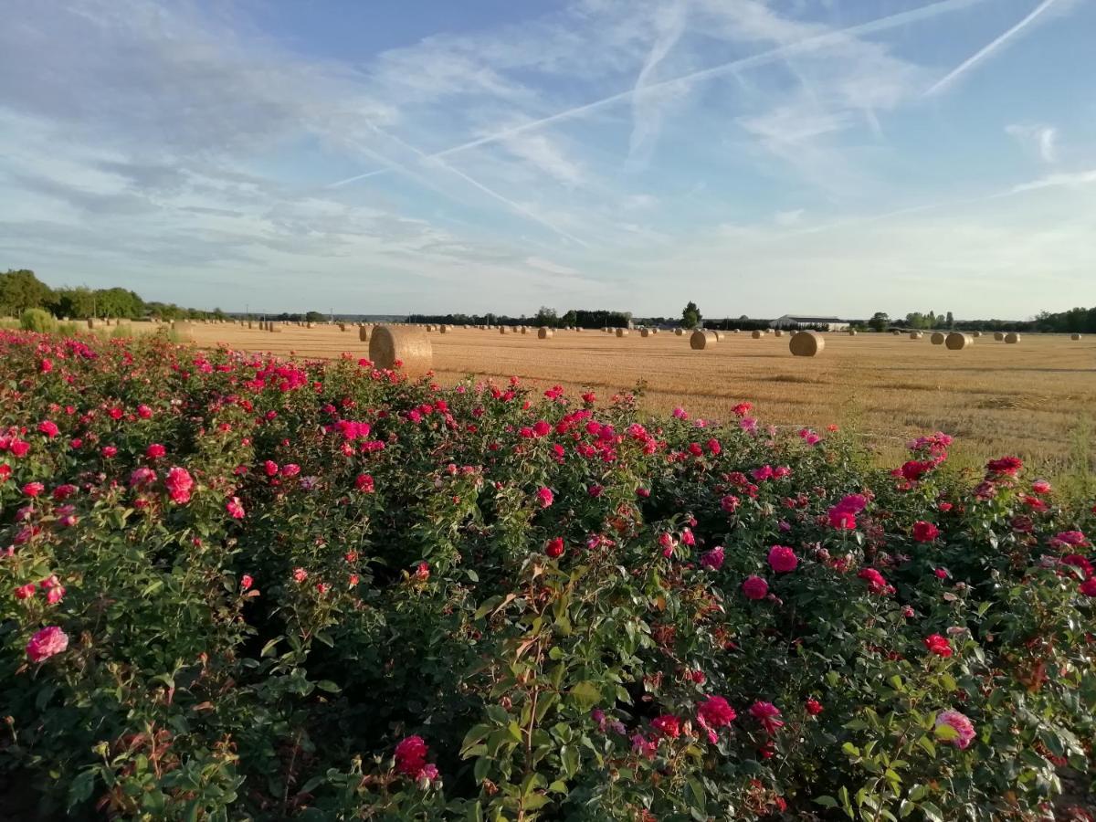 La Planche Princee, Chambres D'Hotes Ecolo Et Potager Bio, Sauna Les Rosiers Dış mekan fotoğraf